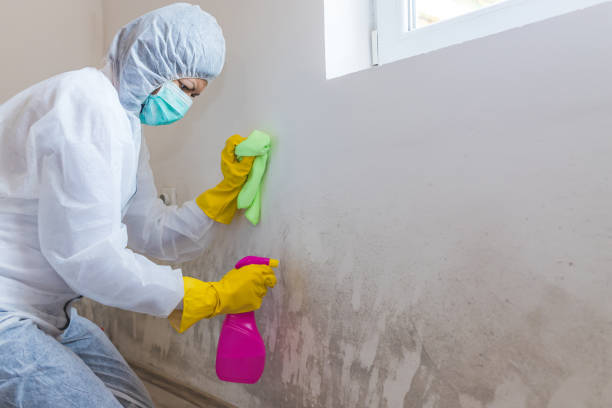 Why You Should Choose Our Mold Remediation Services in Forty Fort, PA